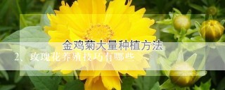 玫瑰花养殖技巧有哪些