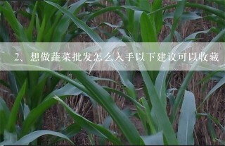 想做蔬菜批发怎么入手以下建议可以收藏