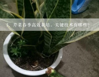 芹菜春季高效栽培，关键技术有哪些？