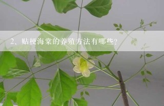 贴梗海棠的养殖方法有哪些？