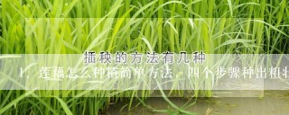 莲藕怎么种植简单方法，四个步骤种出粗壮的莲藕