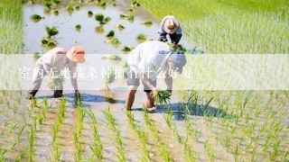 室内无土蔬菜种植有什么好处