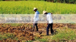 如何种植茄子的正确方法