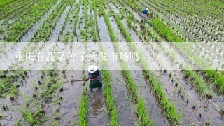 重庆有蔬菜种子批发市场吗