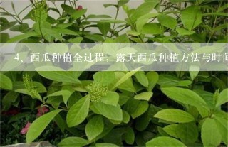 西瓜种植全过程，露天西瓜种植方法与时间