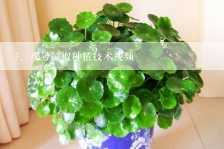 八号辣椒种植技术视频