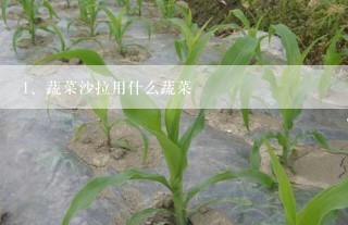 蔬菜沙拉用什么蔬菜