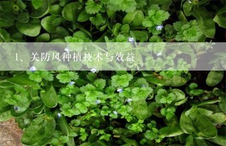 关防风种植技术与效益