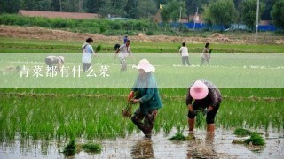 青菜都有什么菜