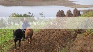 大棚蔬菜、豆角病害、图片