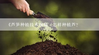 《芦笋种植技术视频（怎样种植芦？