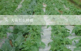 大蒜怎么种植