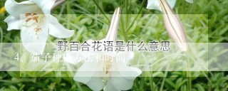 茄子种植方法和时间