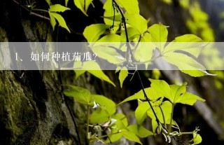 如何种植茄瓜?