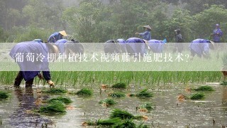 葡萄冷棚种植技术视频藤引施肥技术？