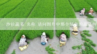 沙拉蔬菜 名称 请问图片中那个绿色的蔬菜叫什么