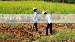 平地人参种植技术