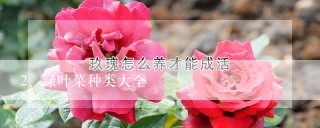 绿叶菜种类大全