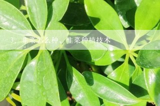 韭菜怎么种，韭菜种植技术