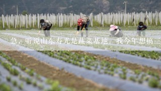 急，听说山东寿光是蔬菜基地。我今年想搞三个蔬菜大棚，不知道搞个蔬菜大棚最底要多少钱？找谁搞这个项目