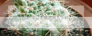 油菜如何种植？油菜种植该注意什么？