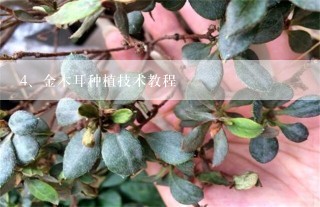 金木耳种植技术教程