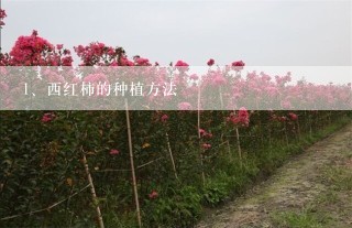 西红柿的种植方法