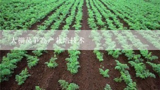 大棚莴笋高产栽培技术