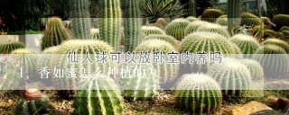 香如蜜怎么种植的？