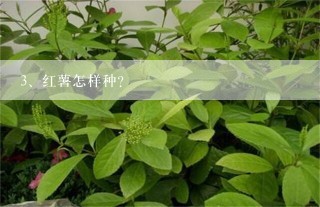 红薯怎样种？