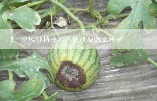 防风种植技术，防风要怎么种植