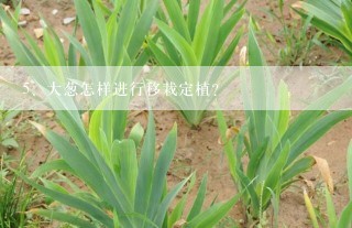 大葱怎样进行移栽定植？