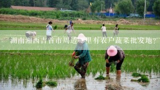 湖南湘西吉首市周边哪里有农户蔬菜批发地？
