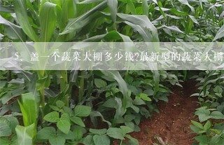 盖一个蔬菜大棚多少钱?最新型的蔬菜大棚什么样?培植