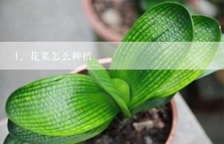 花菜怎么种植