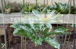 芝麻种植技术与管理