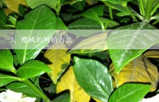 樱桃的种植方法