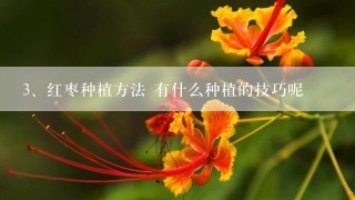 红枣种植方法 有什么种植的技巧呢