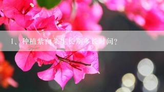 种植紫白菜生长期多长时间？