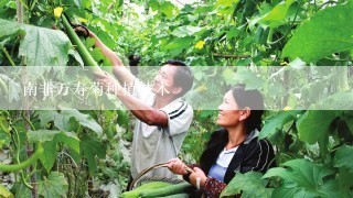 南非万寿菊种植技术