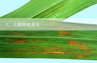 大棚种植黄瓜