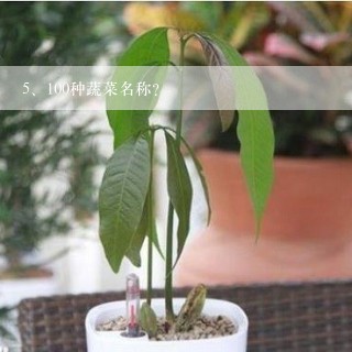 100种蔬菜名称？