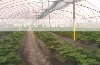 种植关防风，田间如何管理？