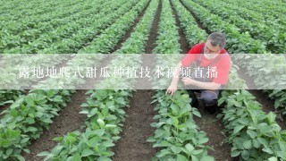 露地地爬式甜瓜种植技术视频直播