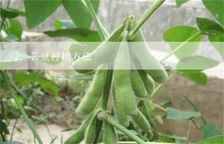 芸豆种植方法
