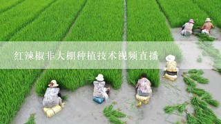 红辣椒非大棚种植技术视频直播