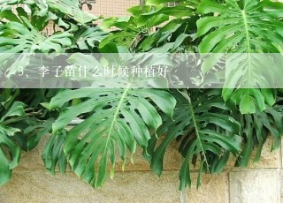 李子苗什么时候种植好