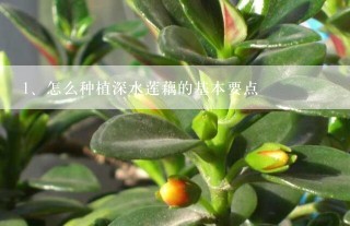 怎么种植深水莲藕的基本要点