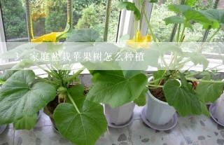 家庭盆栽苹果树怎么种植