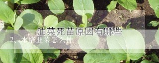 水培韭菜怎么种